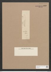 Pleurosigma sp. (de-Toni-Nr.: Genus 13) Zeichnungen Sammlung Grunow Nr. 2169 (NHMW-BOT-W0369230)